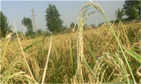 رکود در بازار برنج مازندران/ دلالان سلاطين تجارت برنج در کشور