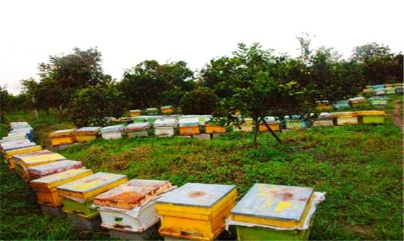 با صاحبان زنبورستان هاي بدون مجوز در تنکابن برخورد قانوني مي شود