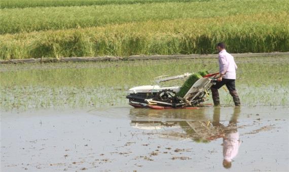 محدودیت کشت دوباره برنج در مازندران با آب چاه
