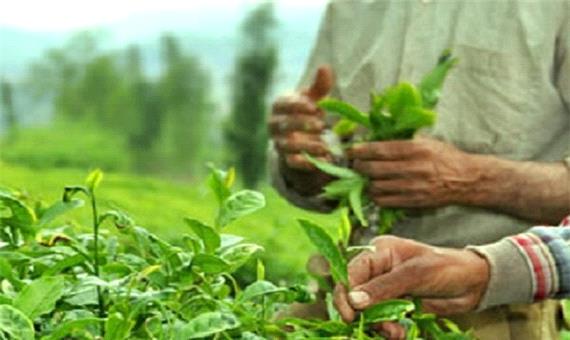 تولید چای گیلان و مازندران به 22 هزار تن کاهش یافته است