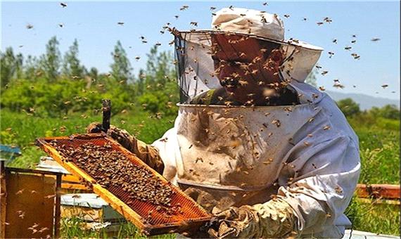 کاهش تولید عسل به علت خشکسالی در نکا