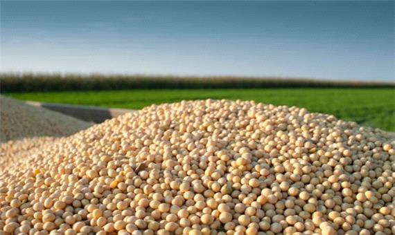 3500 تن دانه روغنی سویا در مازندران خریداری شد