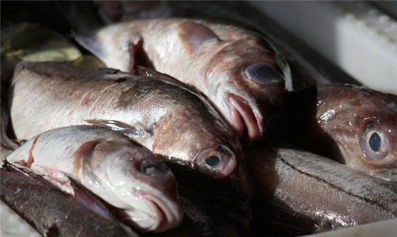 10 میلیون دلار ماهی سالجاری از مازندران صادر شده است