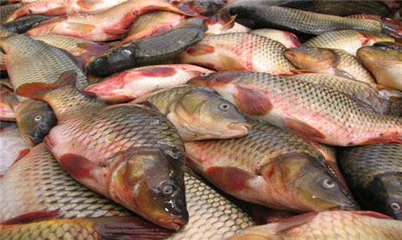 تولیدمازادو نبودصادرات2مشکل پرورش دهندگان ماهیان گرم آبی درمازندران