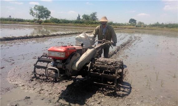 شخم زدن شالیزارها و آماده‌سازی زمین پیش از تنفس خاک در مازندران