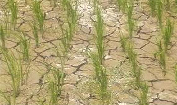 خشکسالی ، مهمان تابستان 97 مازندران