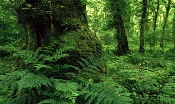 کند شدن ضربان حیات در کالبد جنگل های هیرکانی/ اقدامات ضربتی و بدون پشتوانه علمی جنگل ها را می کشد