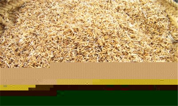 ضرورت ضد عفونی بذر شالی برای کنترل بیماری های رایج برنج