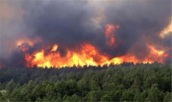 مهار کامل آتش سوزی جنگل در عباس آباد/ خسارت به سه هزار مترمربع از اراضی جنگلی