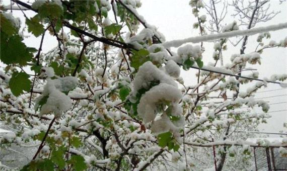 برف بهاری هفت میلیارد تومان به باغداران سوادکوه خسارت زد