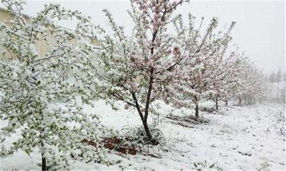 برف فروردین 180 میلیارد تومان باغ های مازندران خسارت زد