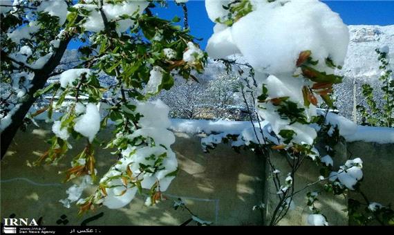 خسارت برف و حال ناخوش باغداران منطقه غرب مازندران