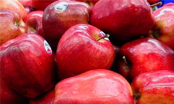 رکورد صادرات سیب ایران شکسته شد