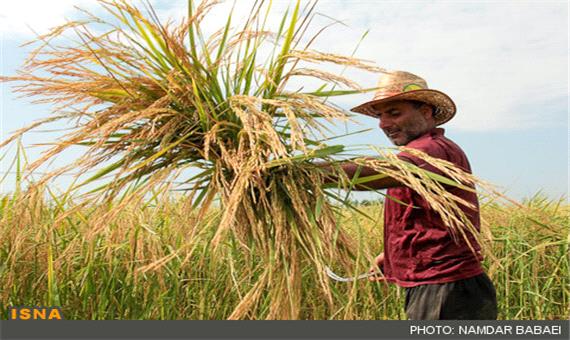 رنجی به نام برنج/ از توقع افزایش قیمت تا کسادی برنج اعلای مازندران