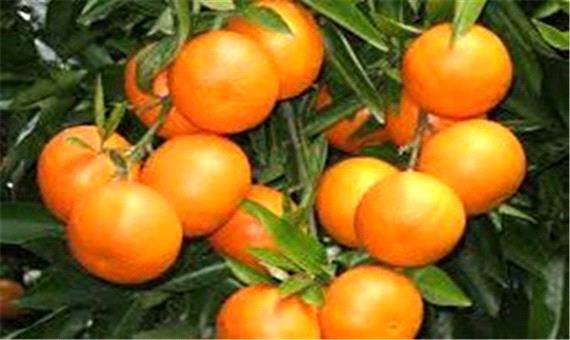 باغداران در برداشت نارنگی پیش رس عجله کنند