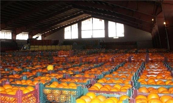 پوسیده شدن پرتقال مازندران پشت وعده و وعید صادرات