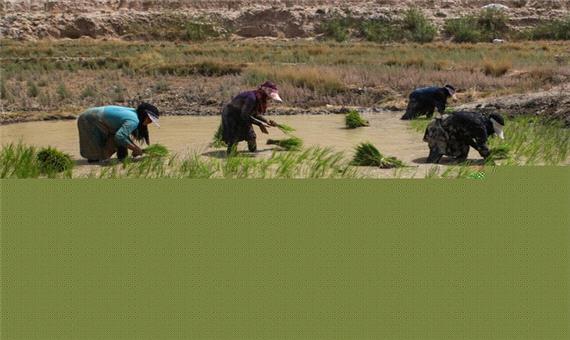 7 هزار هکتار اراضی برنج مازندران به سطح کشت باز می‌گردند