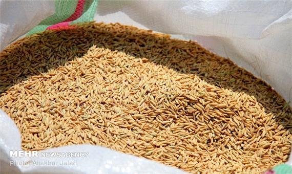 رقم جدید برنج روشن 10 تن در هکتار عملکرد تولید دارد