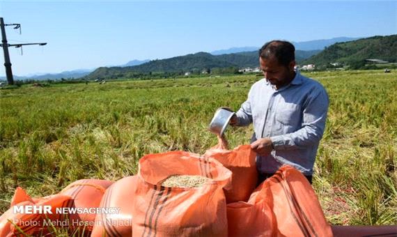 معرفی ارقام برنج متناسب با کشت هوازی در کشور
