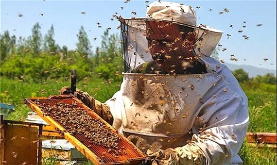 تولید عسل در مازندران 17درصد افزایش یافت