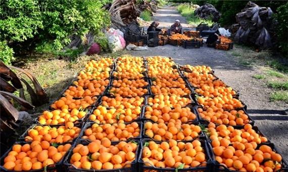 صادرات روزانه 500 تن پرتقال از مازندران به خارج از کشور