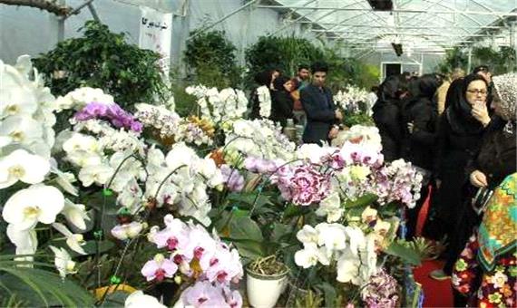 ارائه گل های زمستانه در چهارمین جشنواره گل ارکیده نوشهر