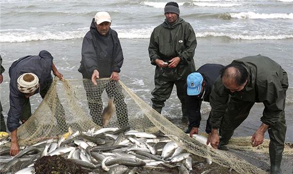 بازگشت آرام ماهی آزاد دریای خزر به تور صیادان مازندران