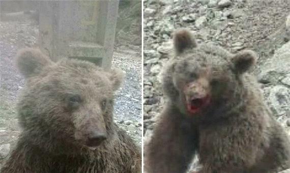 دومین ضارب توله خرس دستگیر شد/ تقدیر از بانوی دوستدار طبیعت