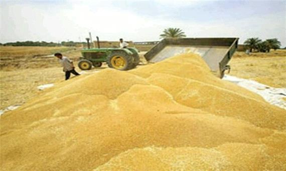 47 هزار تن گندم در مازندران خریداری شده است