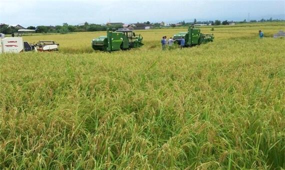 نخستین خوشه های برنج در شالیزارهای مازندران درو شد