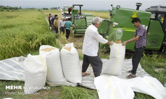 افزایش 3 درصدی سطح زیرکشت برنج در مازندران