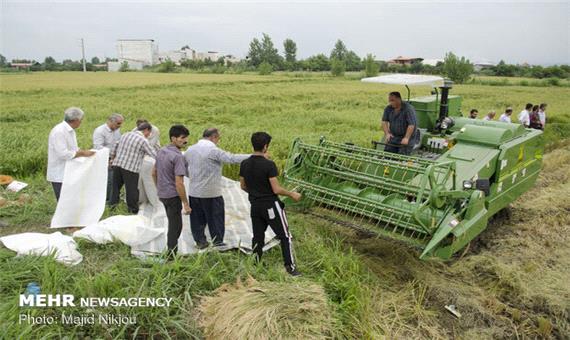 واردات برنج 4 ماه متوقف شود