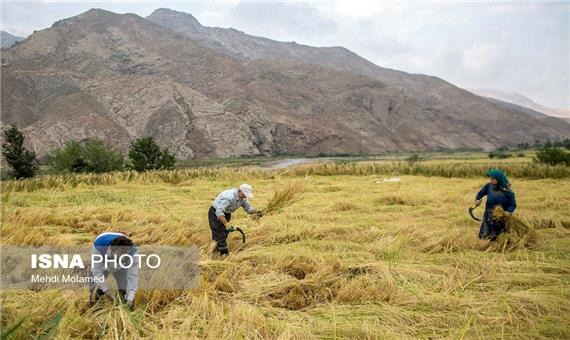 جوی پایدار در مازندران/ کشاورزان محصولات خود را برداشت کنند