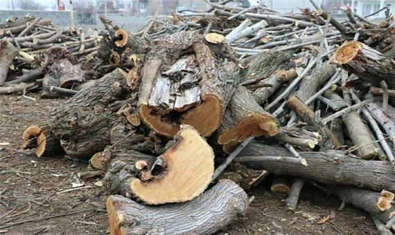 کشف 12 تن چوب جنگلی قاچاق در شهرستان نور