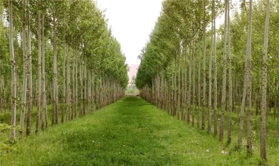 اجرای طرح زراعت چوب در 2000 هکتار از اراضی مازندران