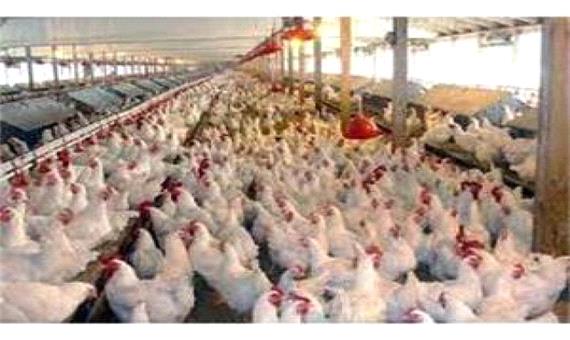 توزیع روزانه 5500 کیلوگرم گوشت مرغ در جویبار