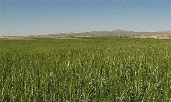 اجرای طرح جهش تولید در 60 هزار هکتار از دیمزارهای مازندران