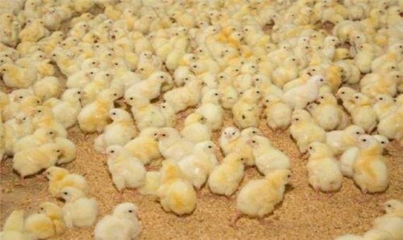 جوجه‌ریزی 10 میلیون قطعه‌ای مرغداری‌های گوشتی مازندران