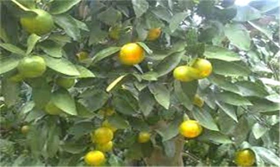 نارنگی‌های پیش‌رس شمال کشور، در معرض خطر